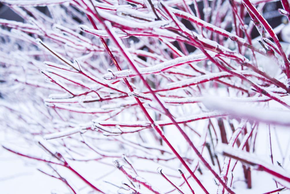 8 Red Dogwood Cuttings to Plant - No Roots, Easy to Grow