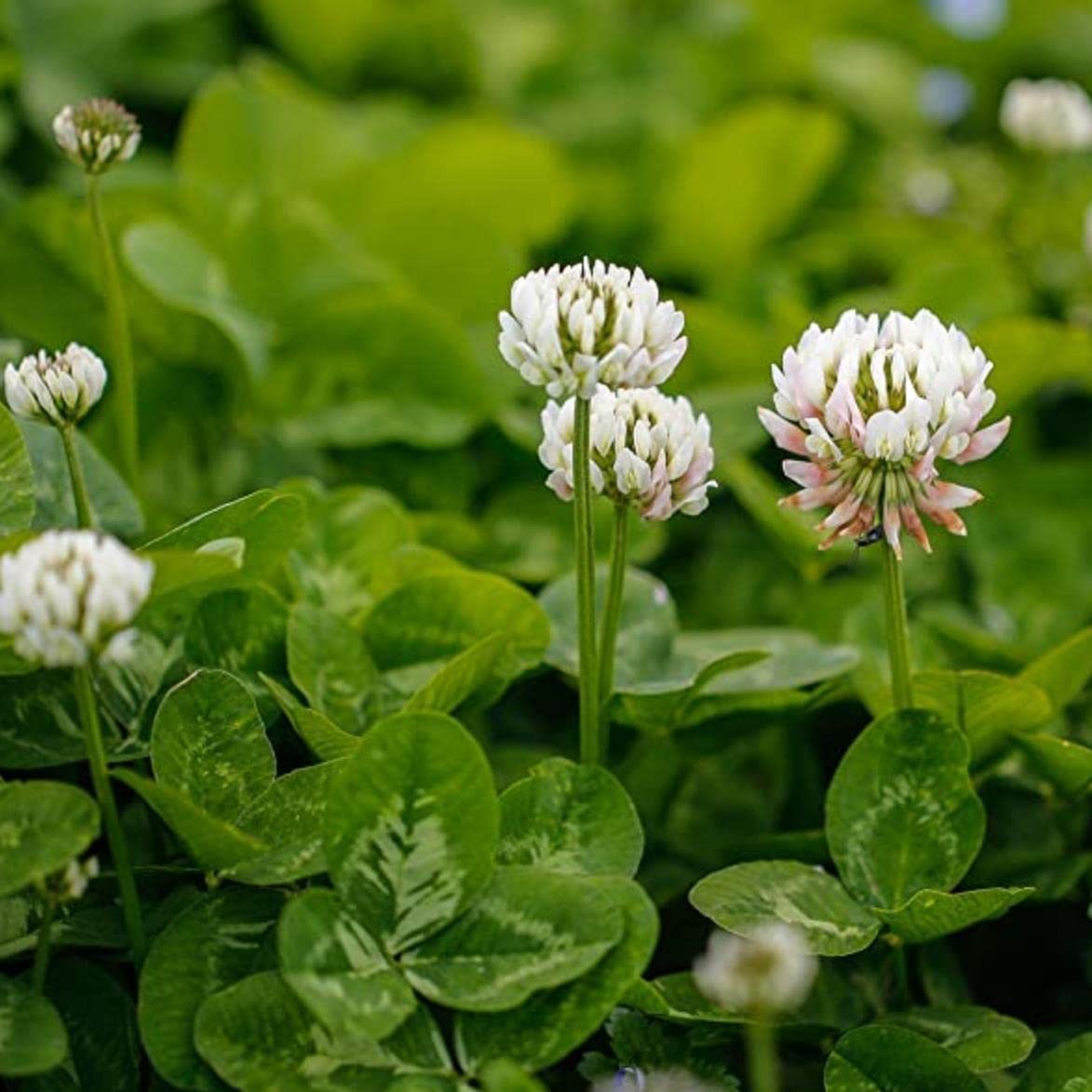White Lucky Grass Seeds for Planting - Easy to Grow Clover