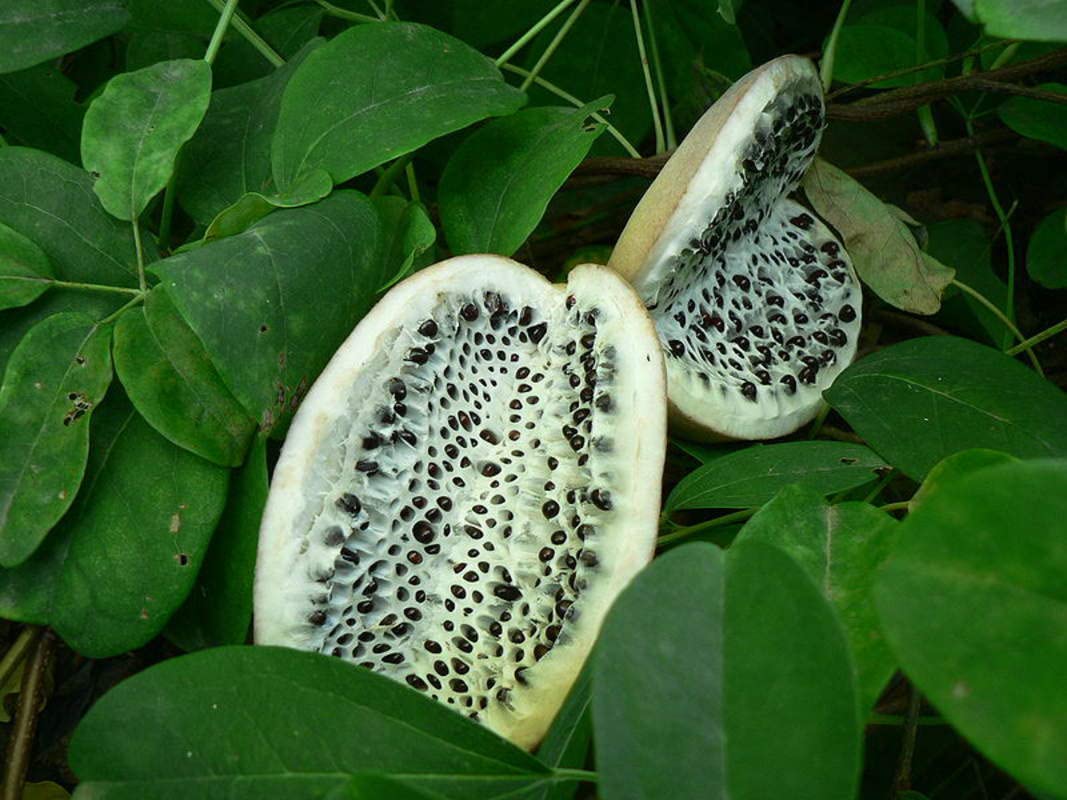 15 Exotic Chocolate Vine Seeds for Planting - Akebia quinata, Five Leaf Vine - Ships from Iowa, USA