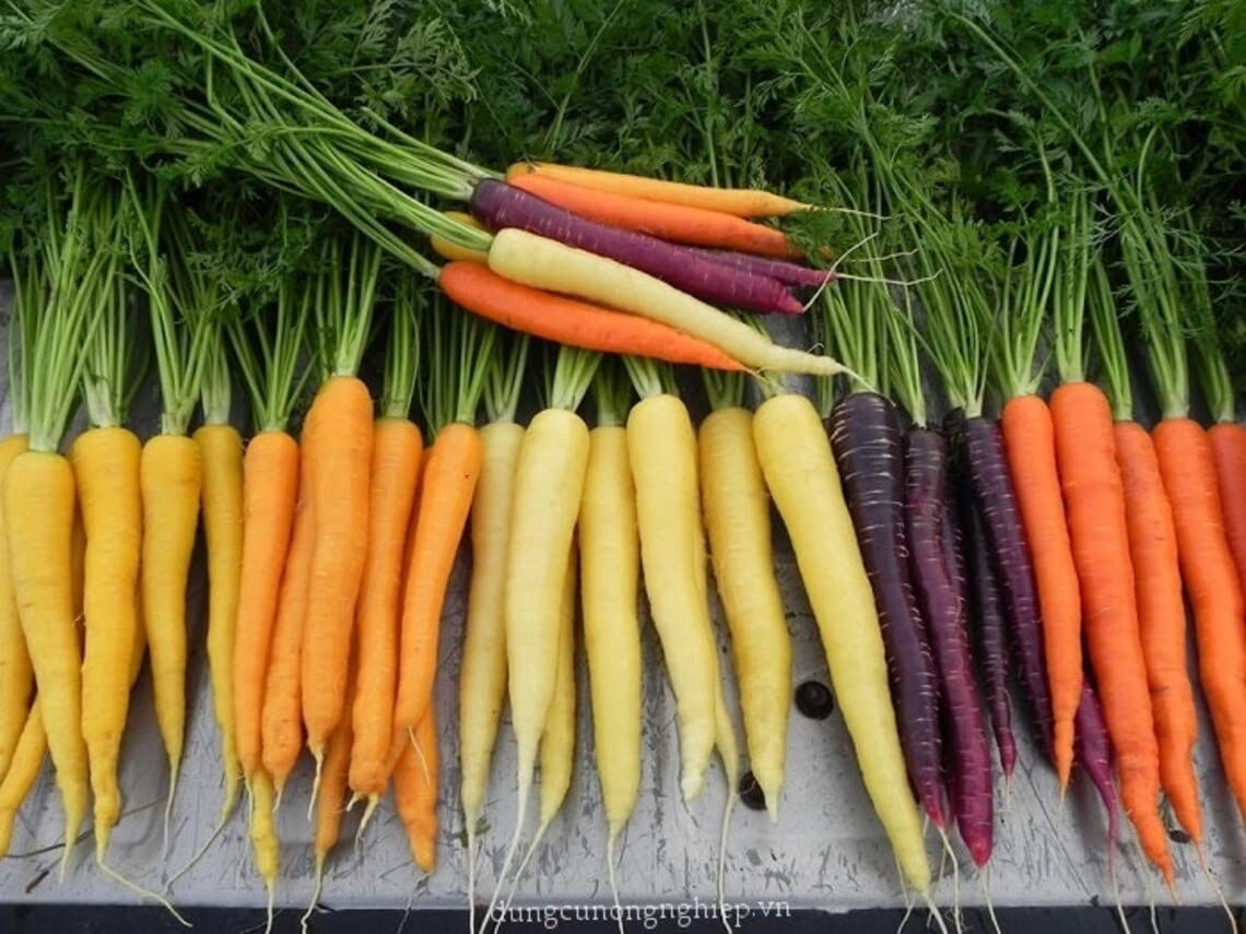 Rainbow Blend Carrot Seeds for Planting (300 Seeds) - Colorful Blend of Exotic Colored Carrots. Edible Vegetables. Made in USA