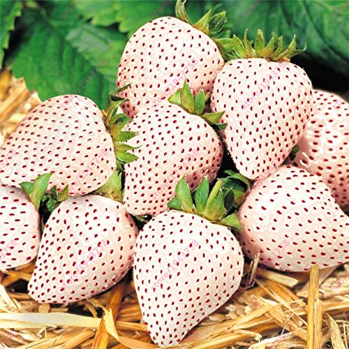 Seeds Shopp - 300pcs White Strawberry seeds,White Snow Alpine Strawberry,Fragaria Vesca Fruit seeds,Fresh Exotic Seeds for Home Garden plants New Arrival !