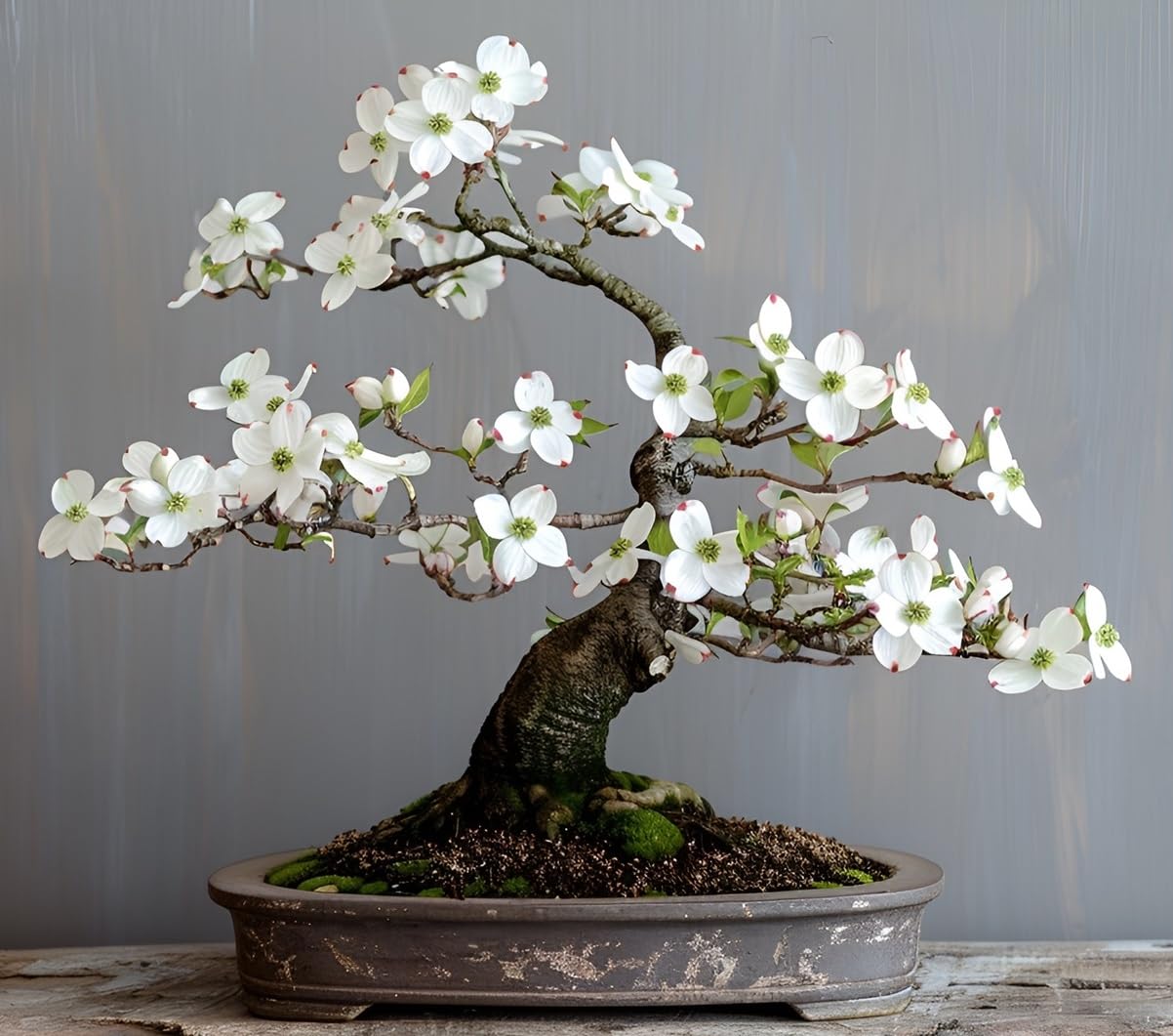 20 White Flowering Dogwood Bonsai Tree Seeds