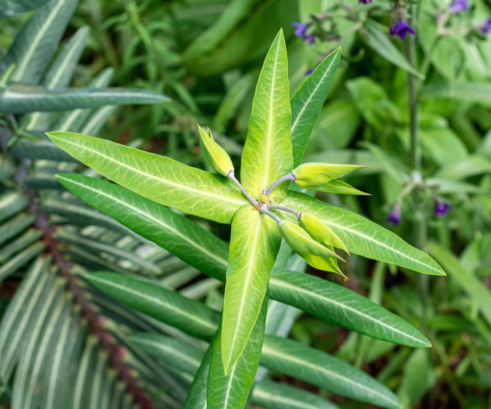 30 Mole Plant Seeds - Euphorbia lathyris - Caper Spurge