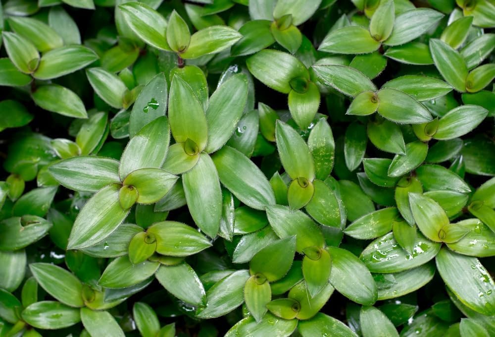 10 Small Leaf Tradescantia Spiderwort Cuttings to Grow - Easy to Grow Wandering Jew