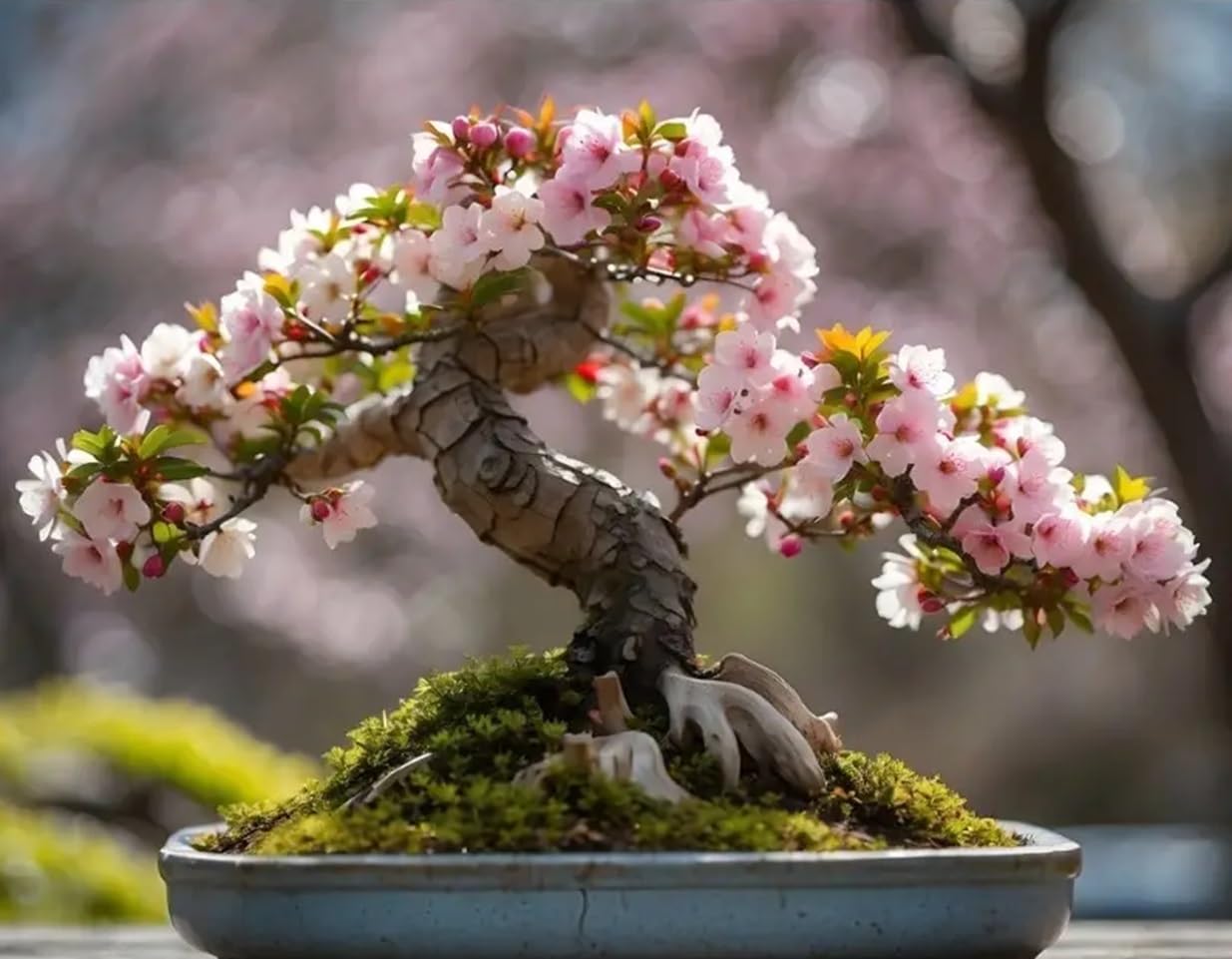 10 Cherry Blossom Bonsai Tree Seeds for Planting