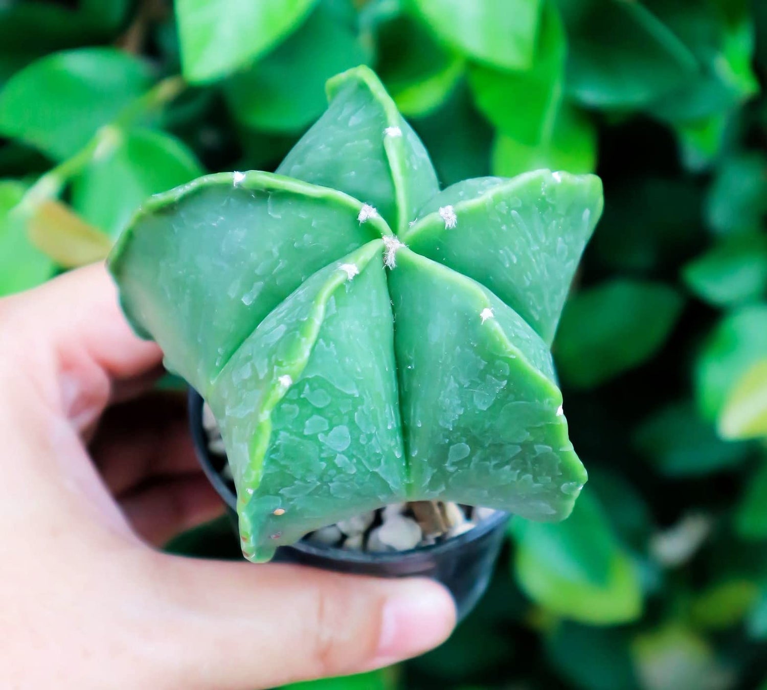 Green Star Cactus Seeds for Planting (15 Seeds) - Astrophytum myriostigma - Ships from Iowa, USA