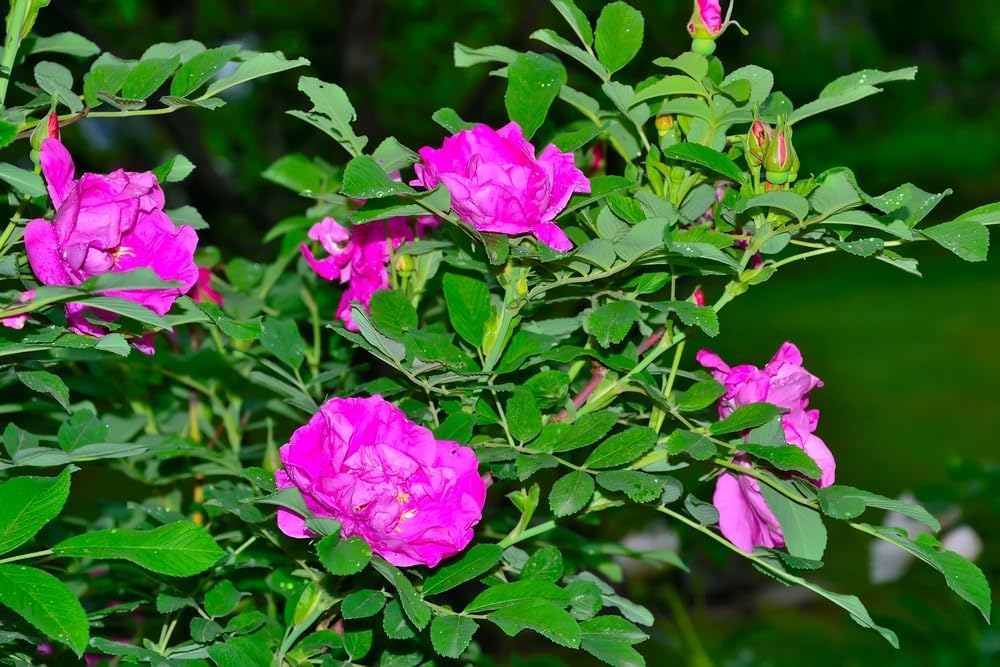 Rugosa Rose Bush Seedlings for Planting - Healthy Rooted Seedlings
