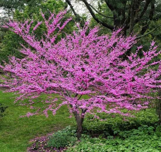 Eastern Redbud Tree Seedlings for Planting - Amazing Pink Spring Flowers - No Ship to California