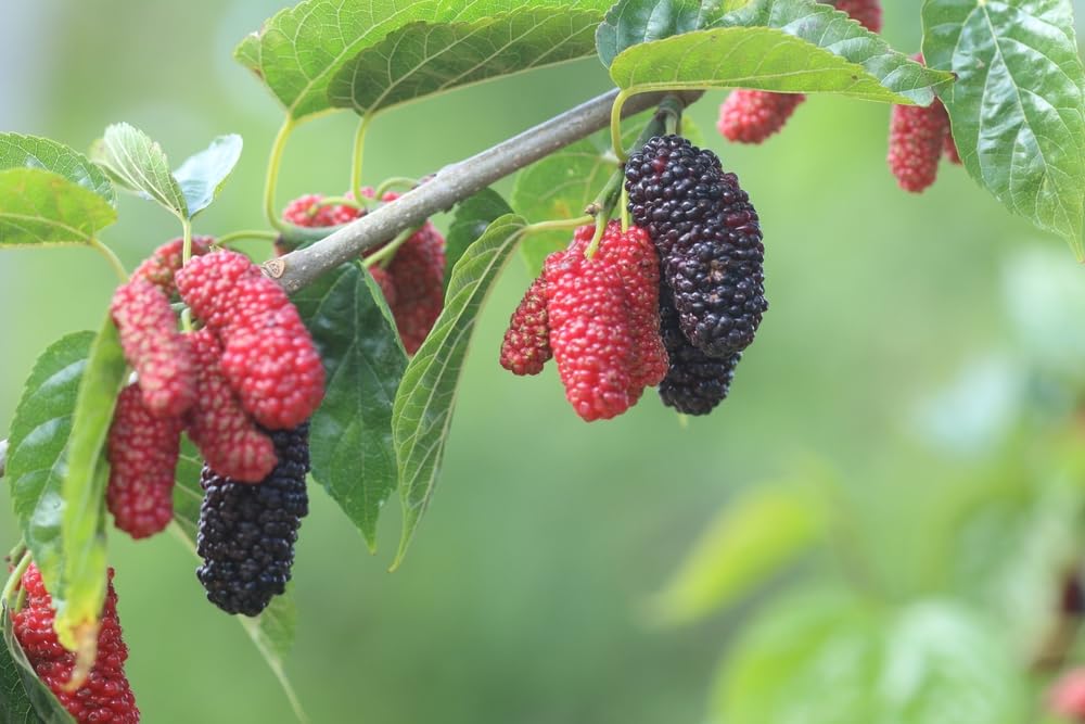 Red Mulberry Tree Seedlings for Planting - No Ship to California