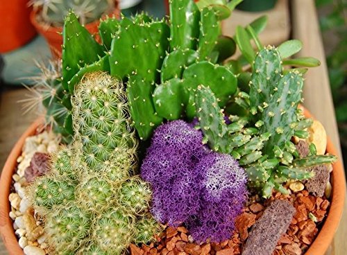 50 Cactus MIX 'Finest Mixed' Succulent Flower Seeds