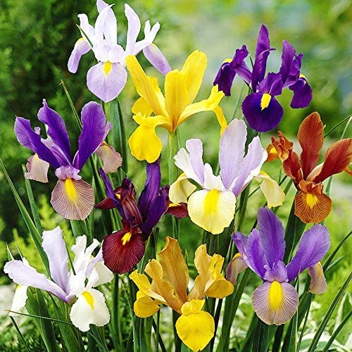 Mixed Color Dutch Iris Bulbs for Planting - Easy to Grow - Made in USA, Ships from Iowa