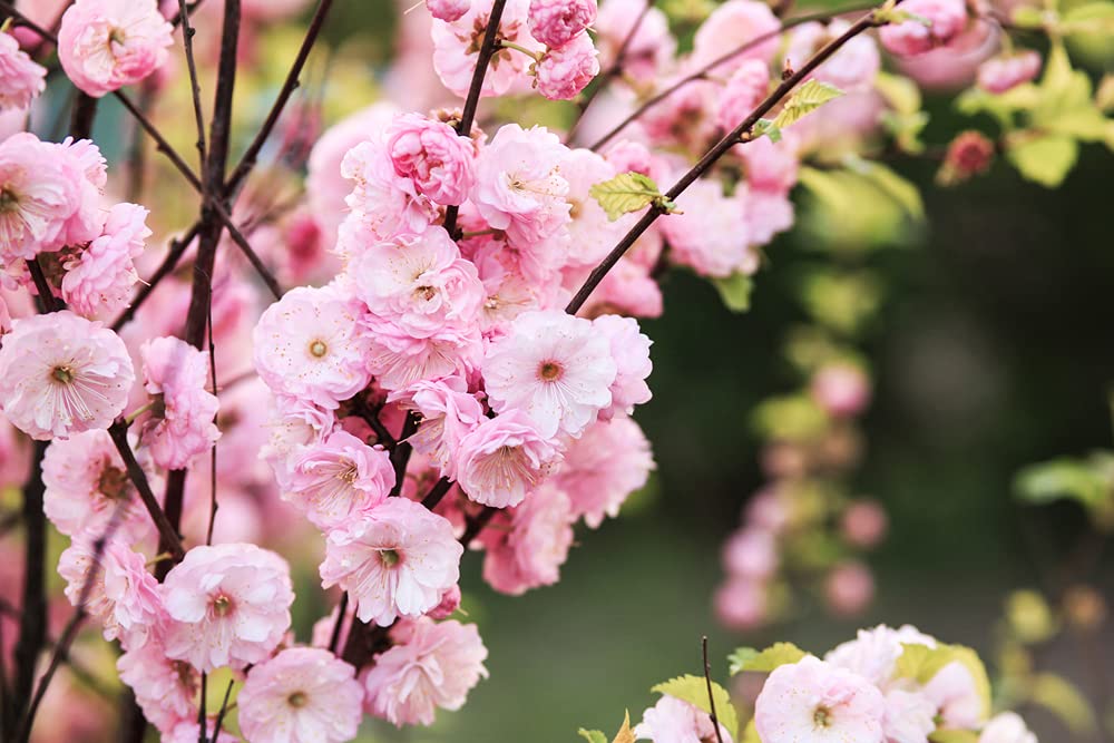 Flowering Plum Tree Seeds | 10 Seeds of Prunus triloba | Flowering Almond Tree Prized for Stunning Pink Blooms