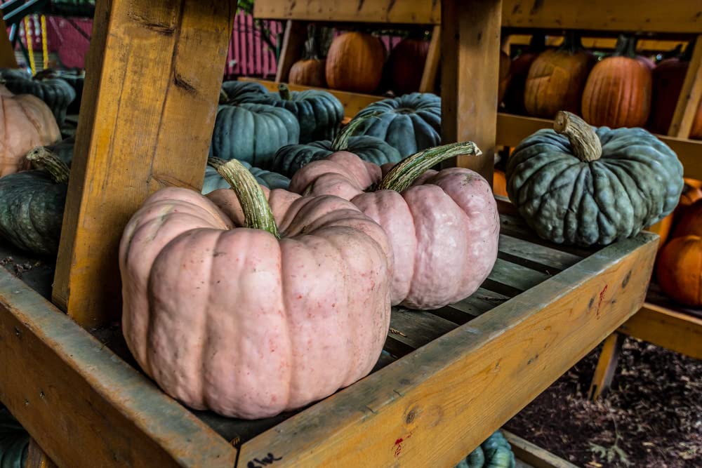 Pink Pumpkin Seeds for Planting - 5 Seeds - Porcelain Doll Pumpkins - Ships from Iowa, USA