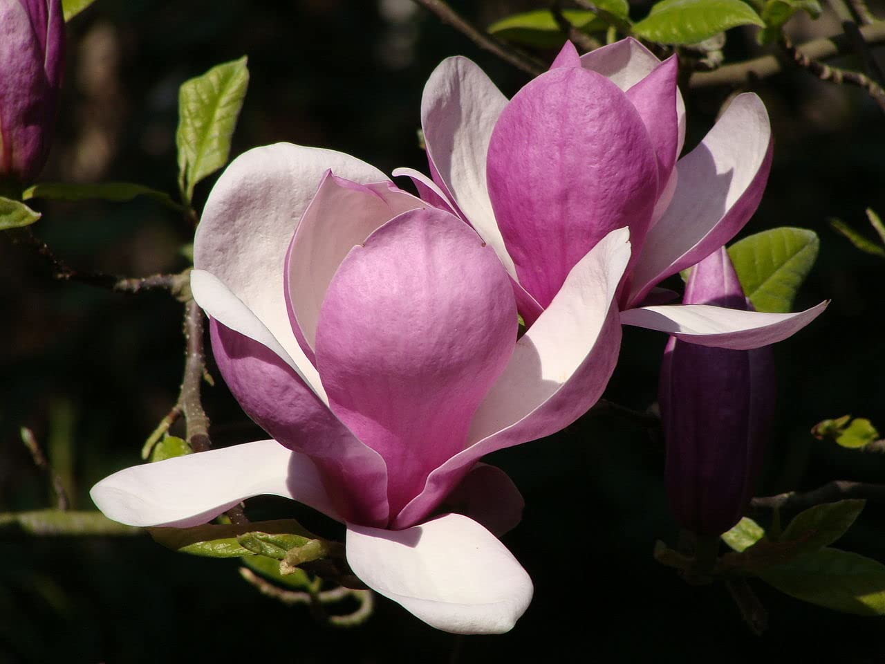 Saucer Magnolia Tree Seeds - Flowers Look Like Saucer Cups - Ships from Iowa, USA