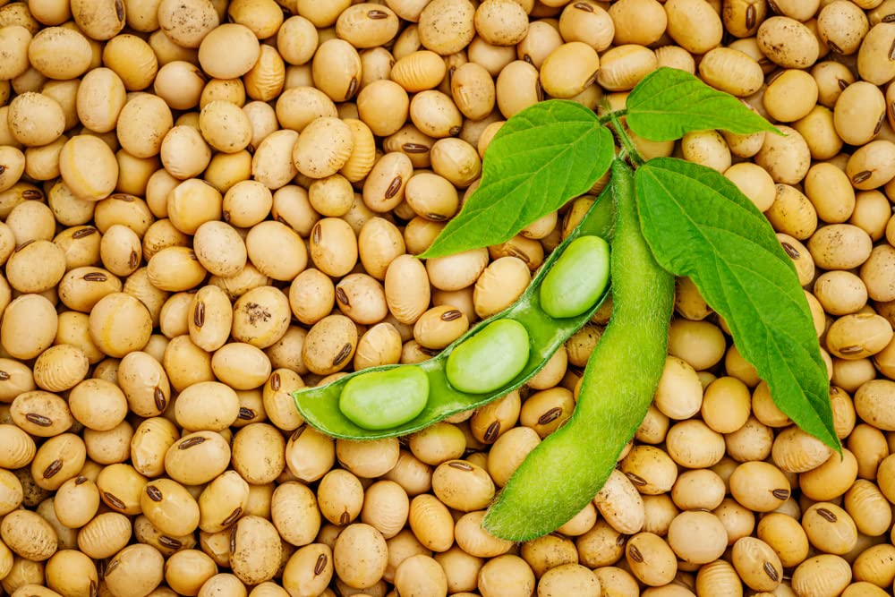 Vegan Soybeans (5 Lbs) Gluten Free, Great for Salad Sprouts Grown in Iowa, Vegetarian Diet, Tofu, Soymilk. Soybean Seeds