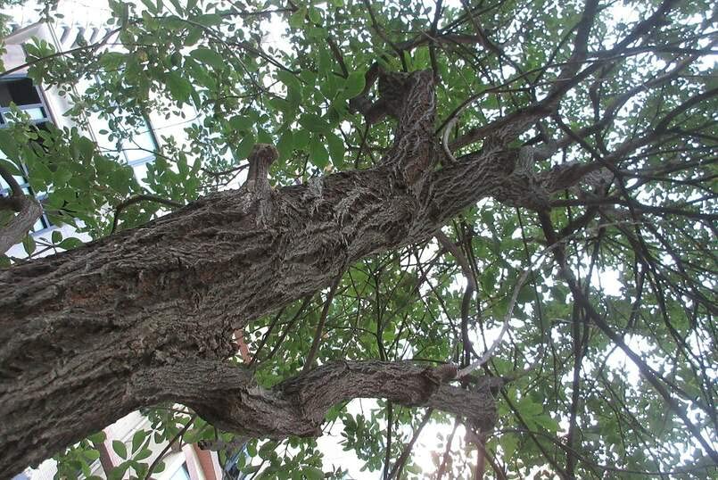 Golden Trumpet Tree Seeds for Planting (50 Seeds) - Handroanthus chrysanthus