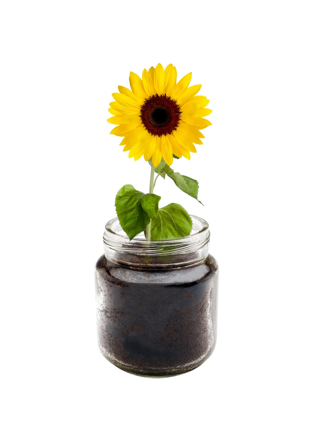 CZ Grain Sunflower Windowsill Planter Kit - Grows Year Round, includes Everything Needed for Planting
