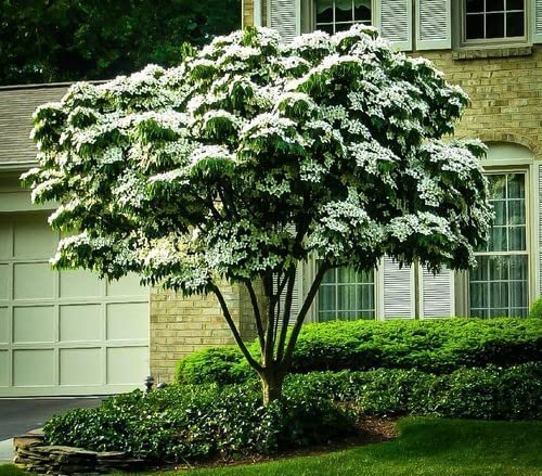 Kousa Dogwood Tree Seedlings for Planting - Cornus kousa - No California