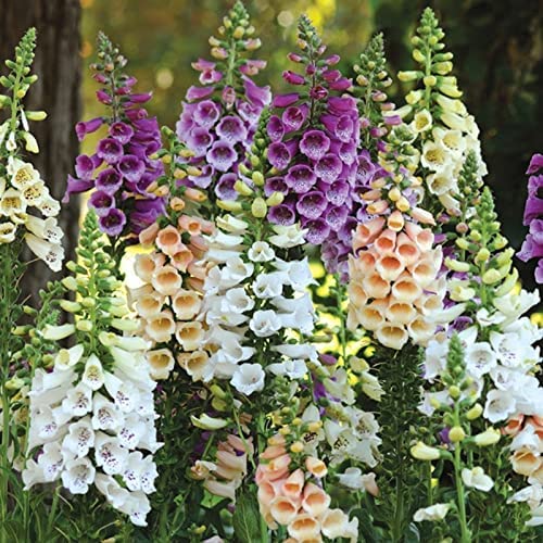 Beautiful Mixed Foxglove 100 Seeds! Comb.