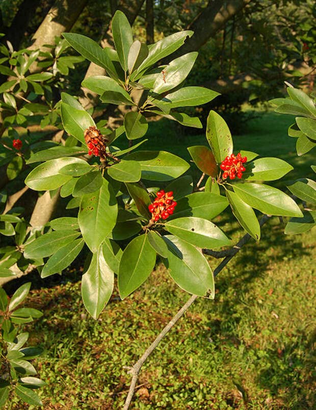 30 Sweetbay Magnolia Tree Seeds for Planting - Magnolia virginiana Northern