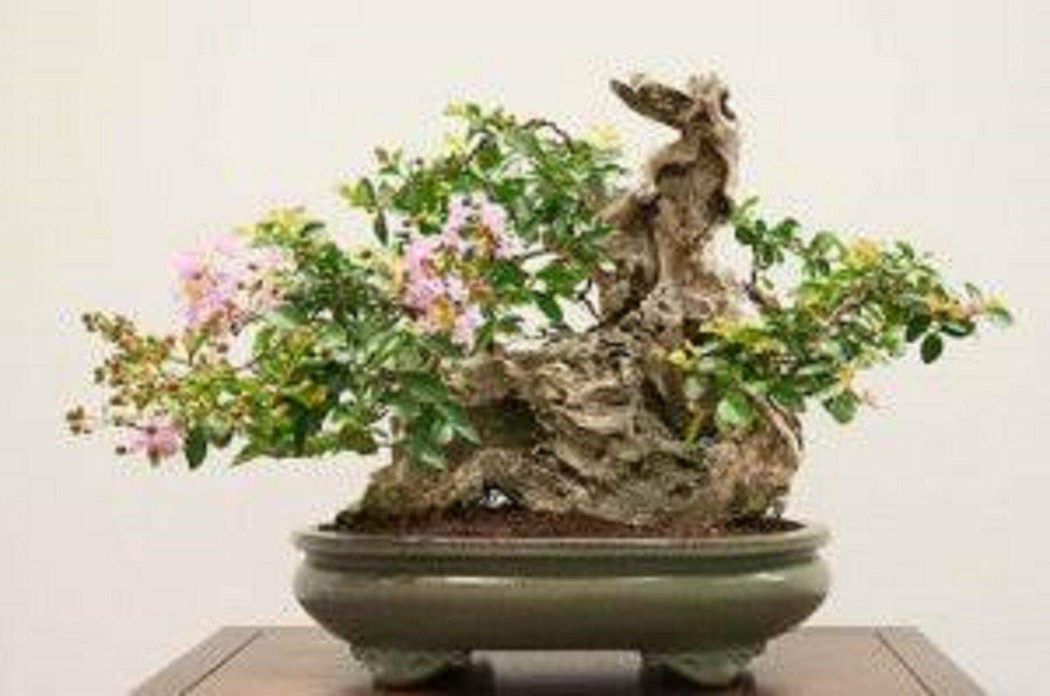 RETS Bonsai White Flowering Crepe Myrtle Seeds Lagerstroemia Indica Seed Indoor Pot