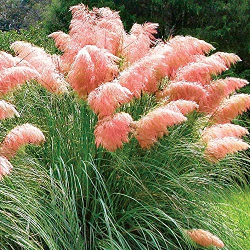 Pink Pampas Grass Seeds - 100 Seeds - Ornamental Grass for Landscaping or Decoration - Made in USA