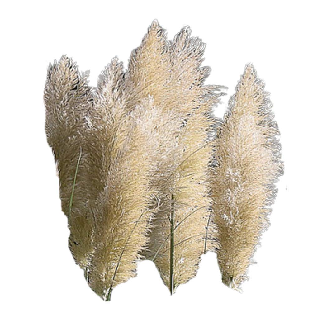 White Pampas Grass 50 Seeds - Cortaderia Selloana Grass Seed, Ornamental Grass Heirloom Flower Seeds, Feathery Blooms Garden Seeds, Flower Seeds for Planting