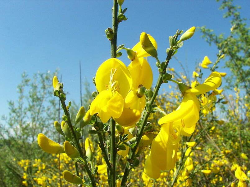 Scotch Broom Seeds for Planting (30 Seeds) Vibrant Yellow Blooms, Great for Privacy and Landscaping - Cytisus scoparius