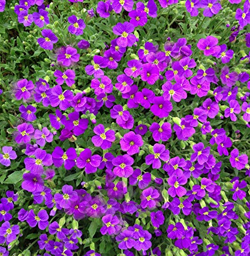 GreenCreator 200 Aubrieta Seeds Cascade Purple Flower Seeds, Perennial Rock Cress Ground Cover Plant
