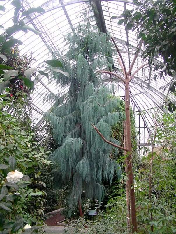 Kashmir Cypress Tree Seeds for Planting (30 Seeds) - Beautiful Weeping Evergreen