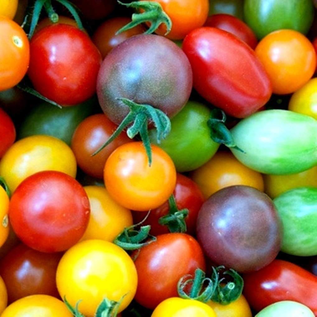 Rainbow Cherry Tomato Seeds for Planting - 100+ Seeds - Amazing Colors and Taste - Great for Salads - Made in USA. Ships from Iowa. Dwarf Fruit Seeds