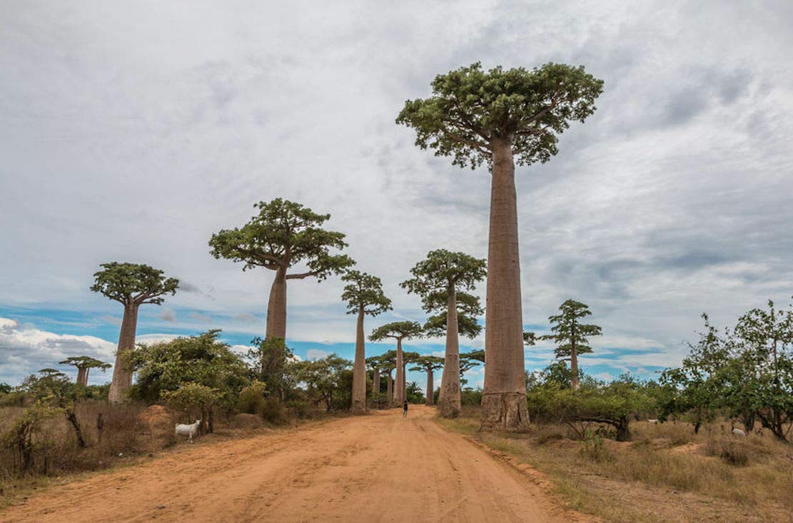 Capricata Baobab Tree Seeds Grow Your Own Rare Tropical Adansonia Digitata cpicta (5 Seeds)