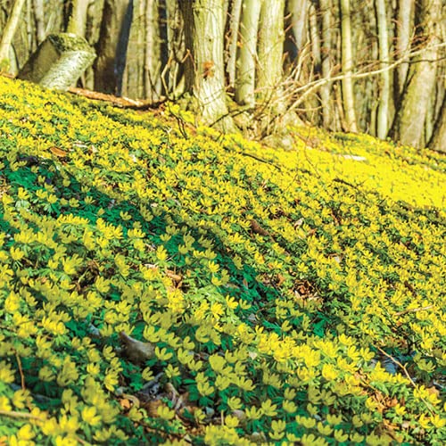 Yellow Eranthis Flower Bulbs for Planting - Early Spring Blooms - Ships from Iowa, USA