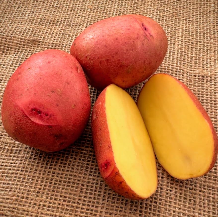 Mini Carla Rose Seed Potatos for Planting - Easy to Grow