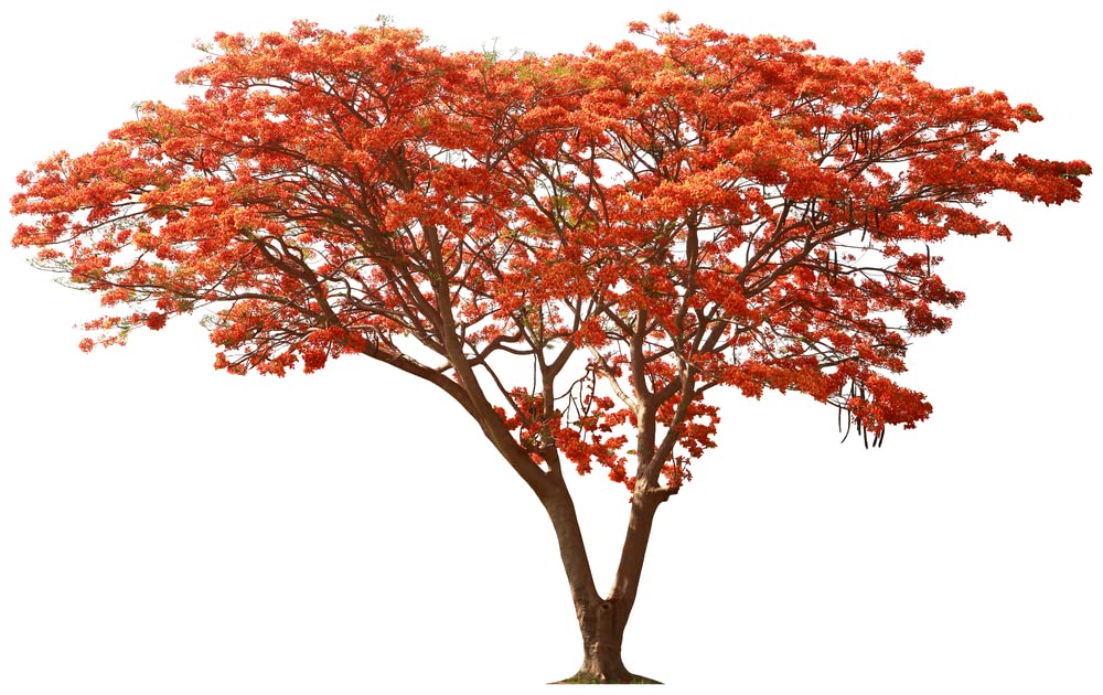 50 Seeds Delonix regia - Royal Poinciana - Flamboyant Flame Tree - Made in USA, Ships from Iowa