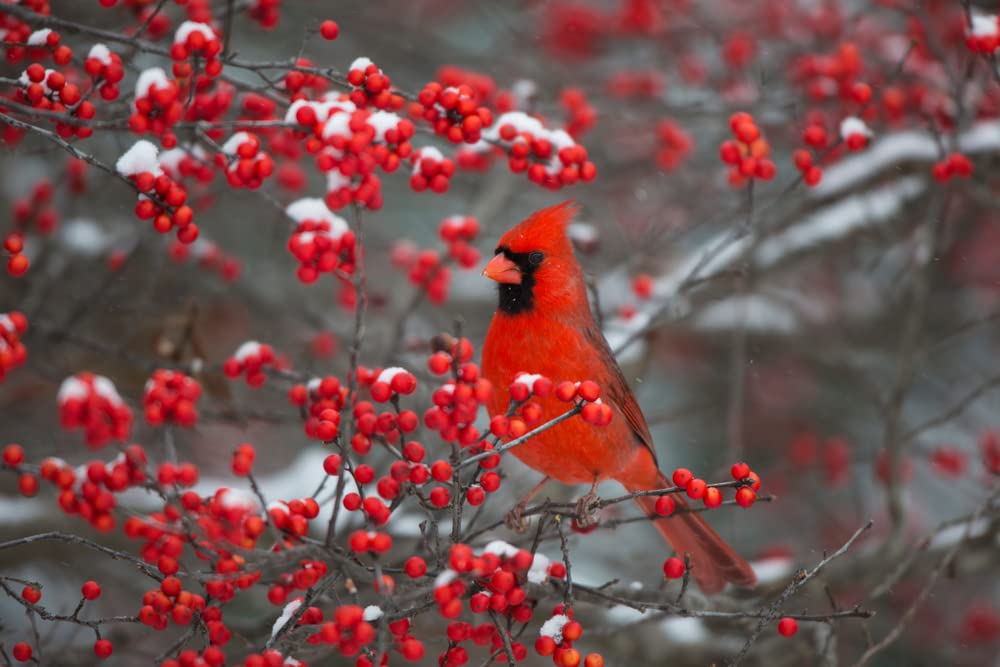 50 Winterberry Bush Seeds for Planting - Ilex verticillata - Essential Winter Food for Birds, Very Attractive Red Berries