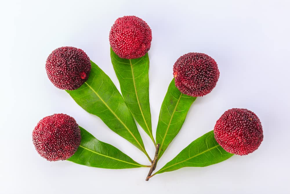 Yumberry Tree Seeds for Planting (10 Seeds) - Yang-mei Tree, Myrica rubra, Exotic Bayberry