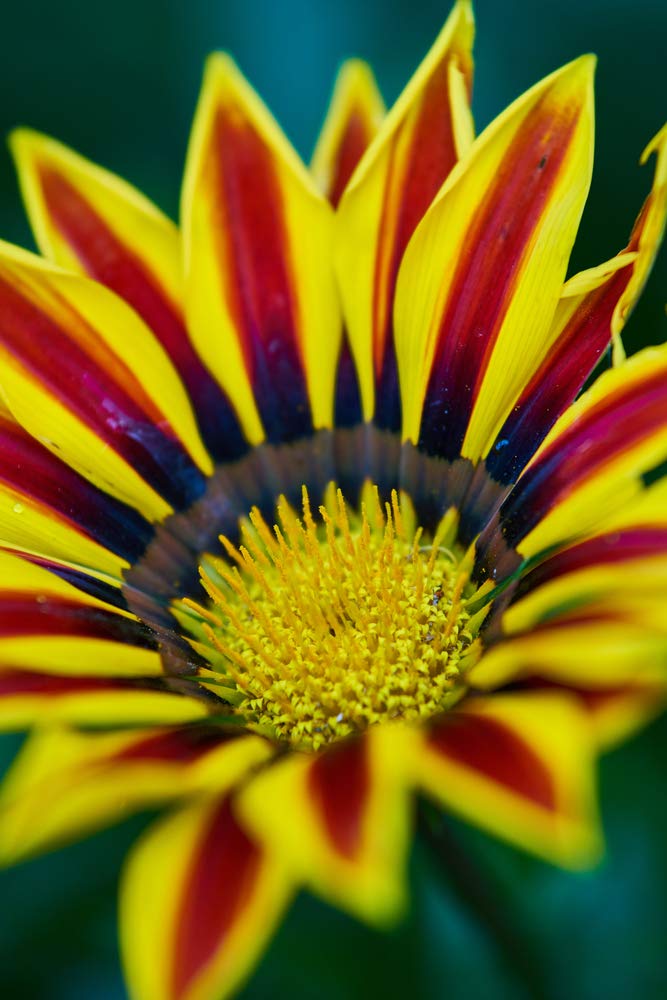 Exotic Gazinia Seeds for Planting - 100+ Seeds - Beautiful Ganazia Flowers to Grow