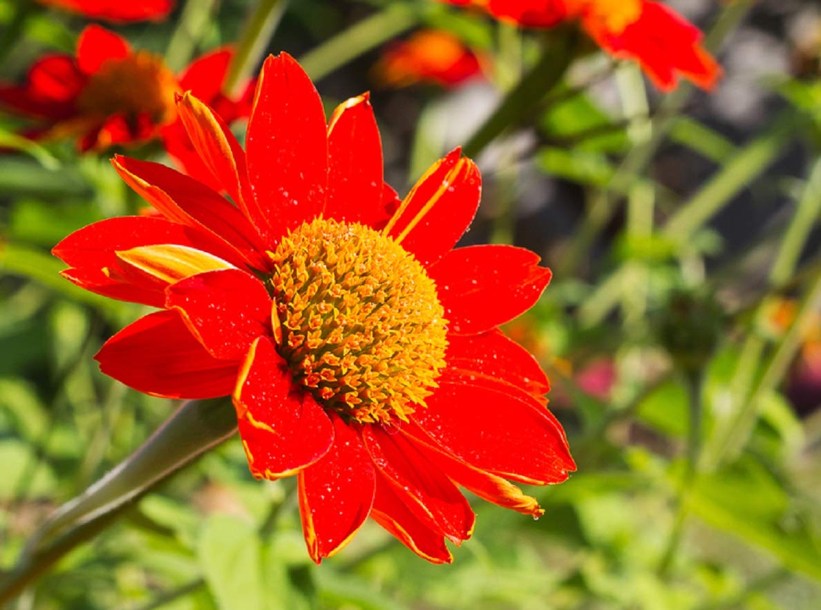 Mexican Sunflower Seeds | 75+ Seeds | Attract Butterflies and Hummingbirds