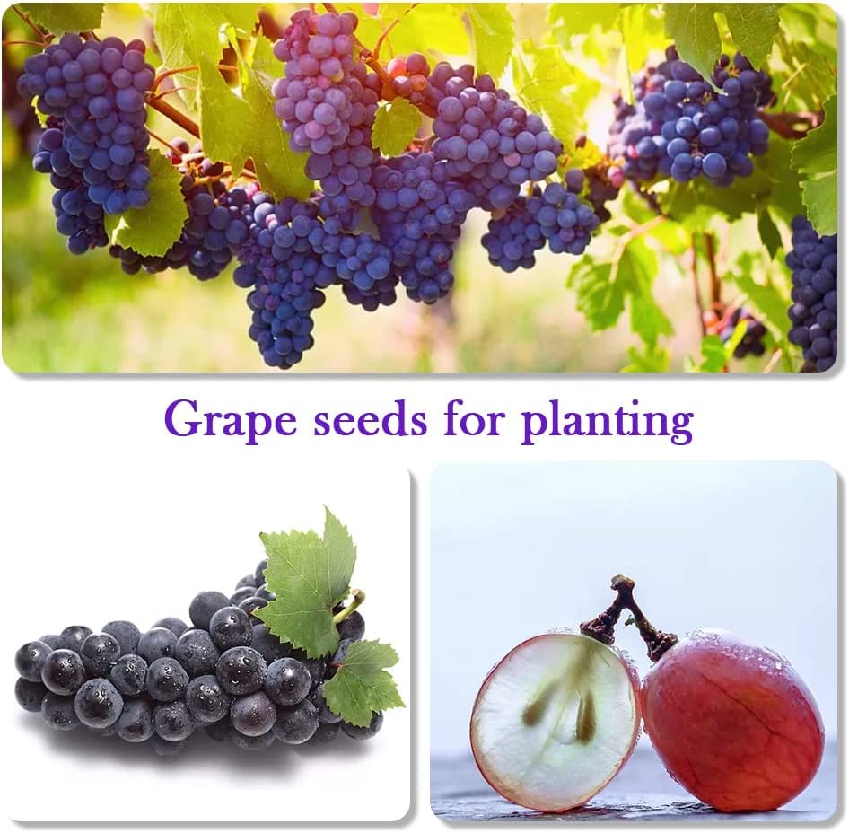 Heirloom Fruit Seeds - 5 Variety Individual Packs - Grape, Apple, Kiwi, Guava, Passion Fruit Seeds for Planting - Home Garden Bonsai Fruit