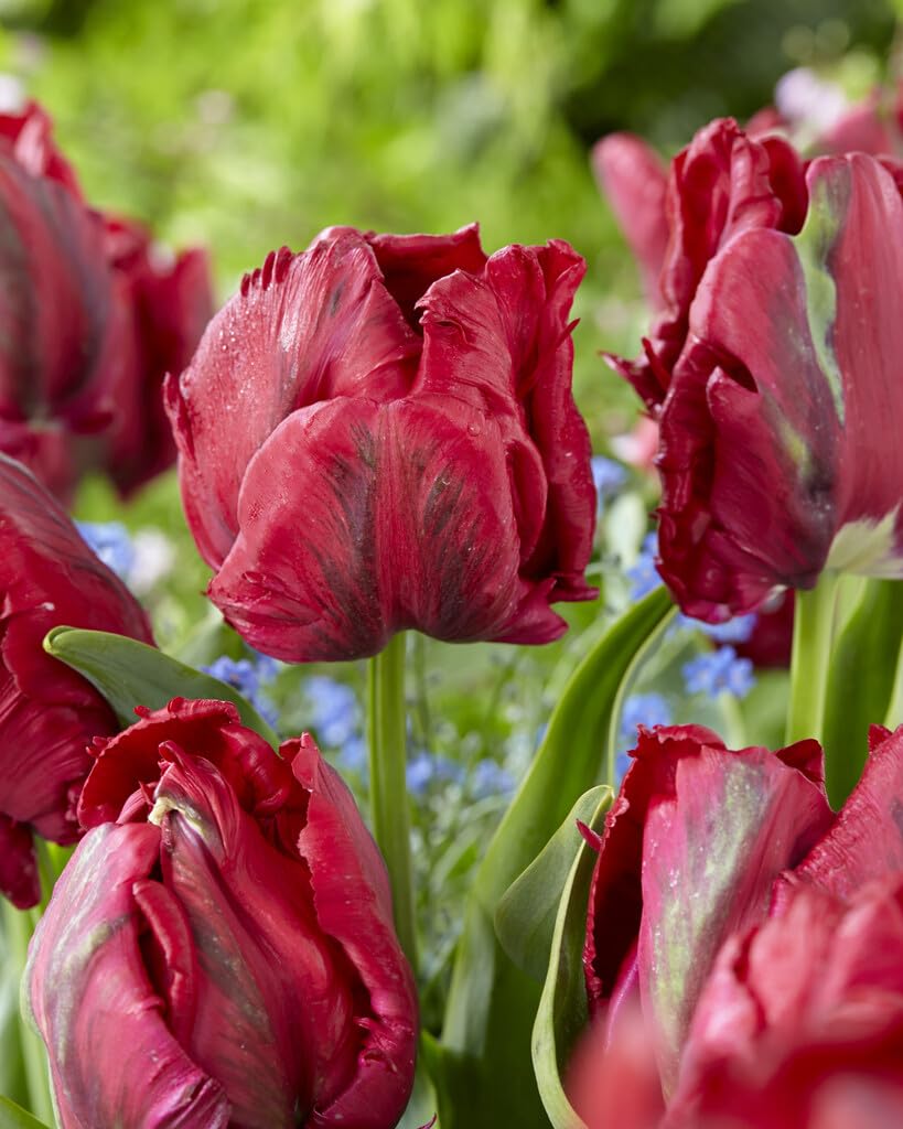 Red Madonna Parrot Tulip Bulbs for Planting - Easy to Grow Perennial Tulips