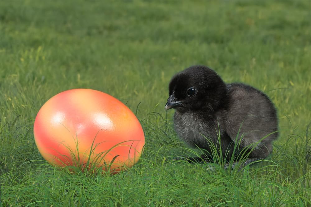 CZ Grain Ayam Cemani Chicken Eggs for Hatching - Fertile Eggs - Rare All Black Chickens Eggs (6 Eggs)