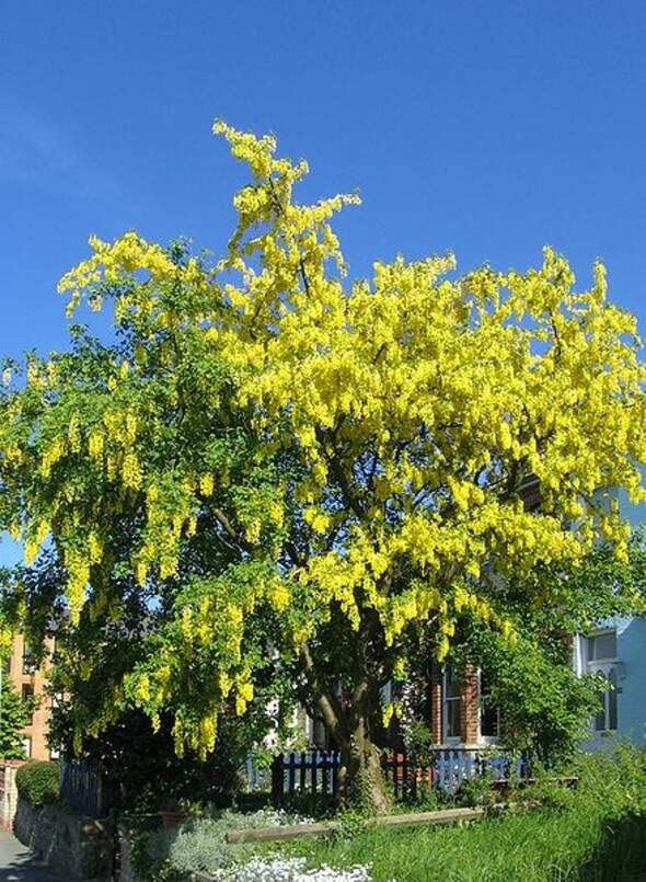 Golden Chain Tree Seeds for Planting (8 Seeds) - Great for Bonsai