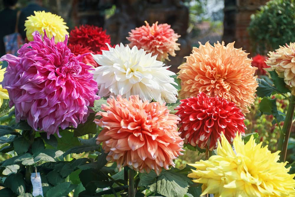 30 Dahlia Showtime-Showpiece Flower Seeds - Made in USA, Ships from Iowa.