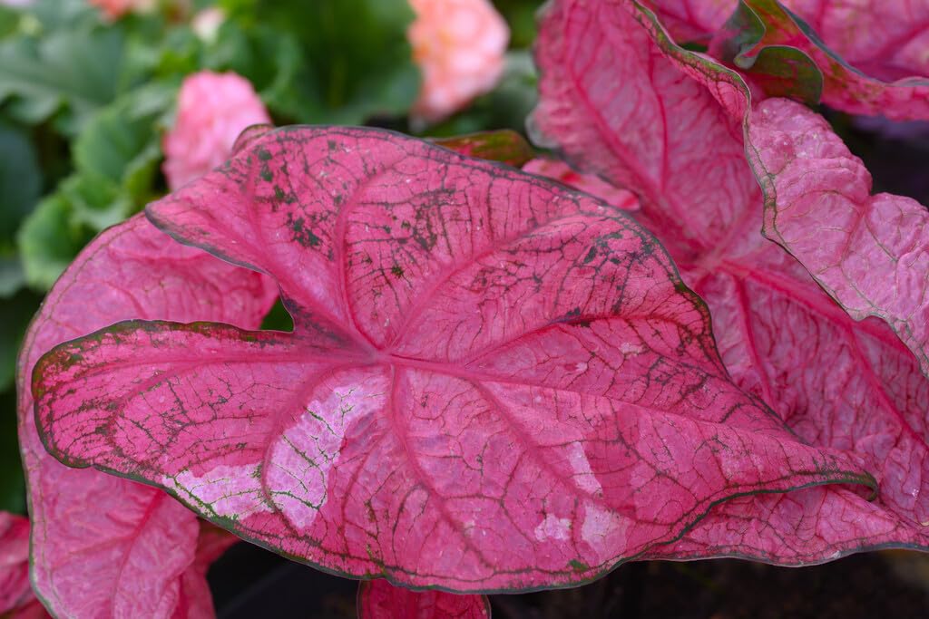 6 Fannie Munson Caladium Bulbs for Planting - Perennial Hosta, Elephant Ears, Fancy (6 Bulbs)