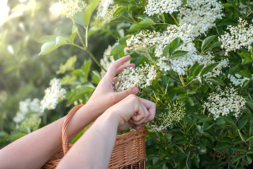 Fresh Elderberry Cuttings to Grow - Easy to Grow