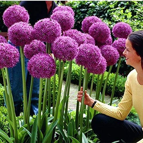 1 Allium Giganteum "Globemaster" | Vibrant Purple Bloom The Size of a Basketball - Rare Giant Garden Blooming Onion - One Large Flowering Fall Bulb for Planting, Purple