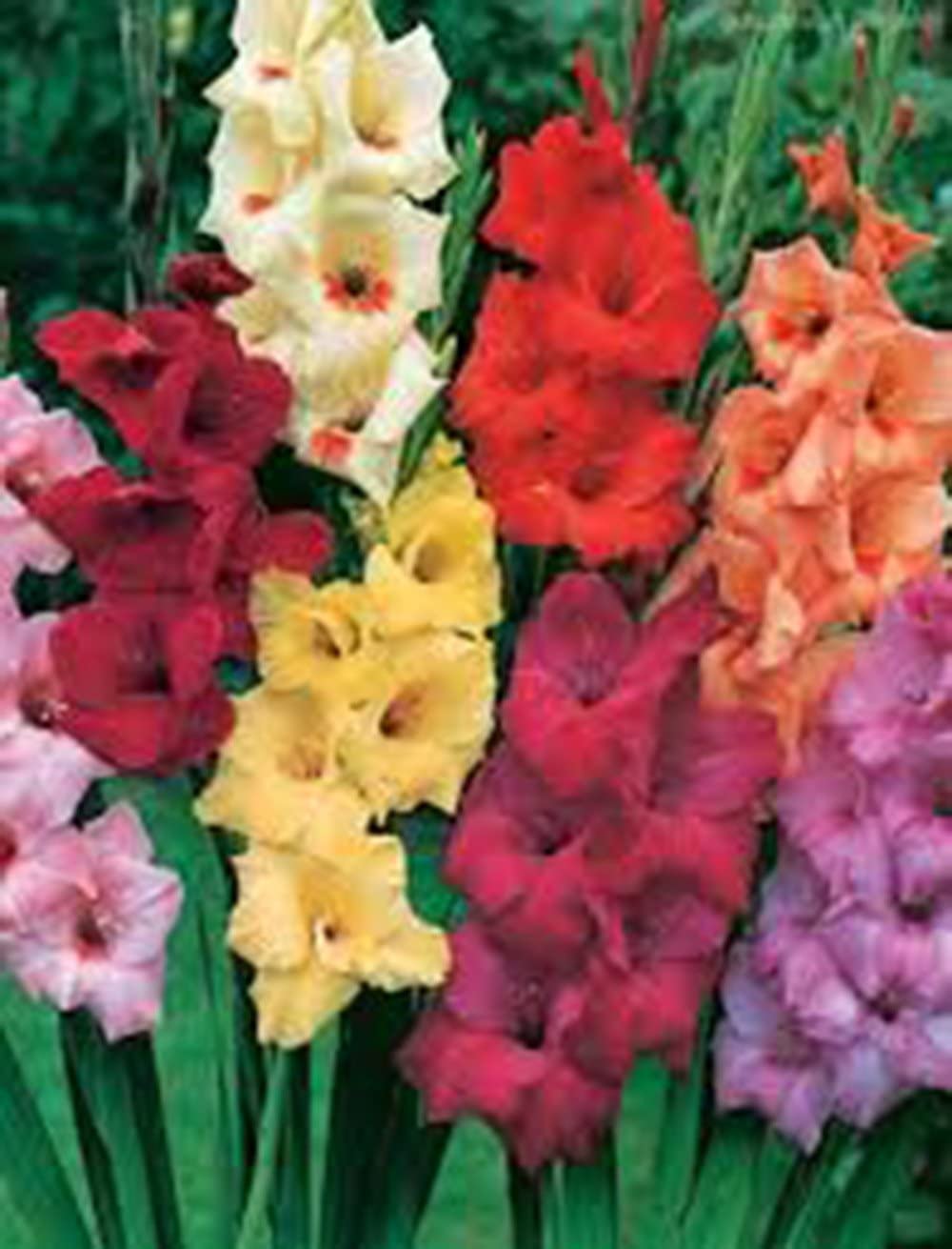 6 Gladious Bulbs for Planting - Stunning Easy to Grow Perennial Flowers - Made in USA