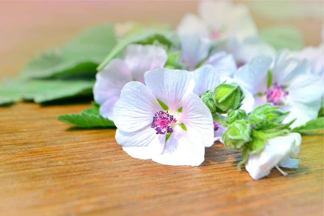 Marshmallow Seeds (Althaea Officinalis) - 100 Seeds - Marsh Mallow Garden Herb Seeds for Planting