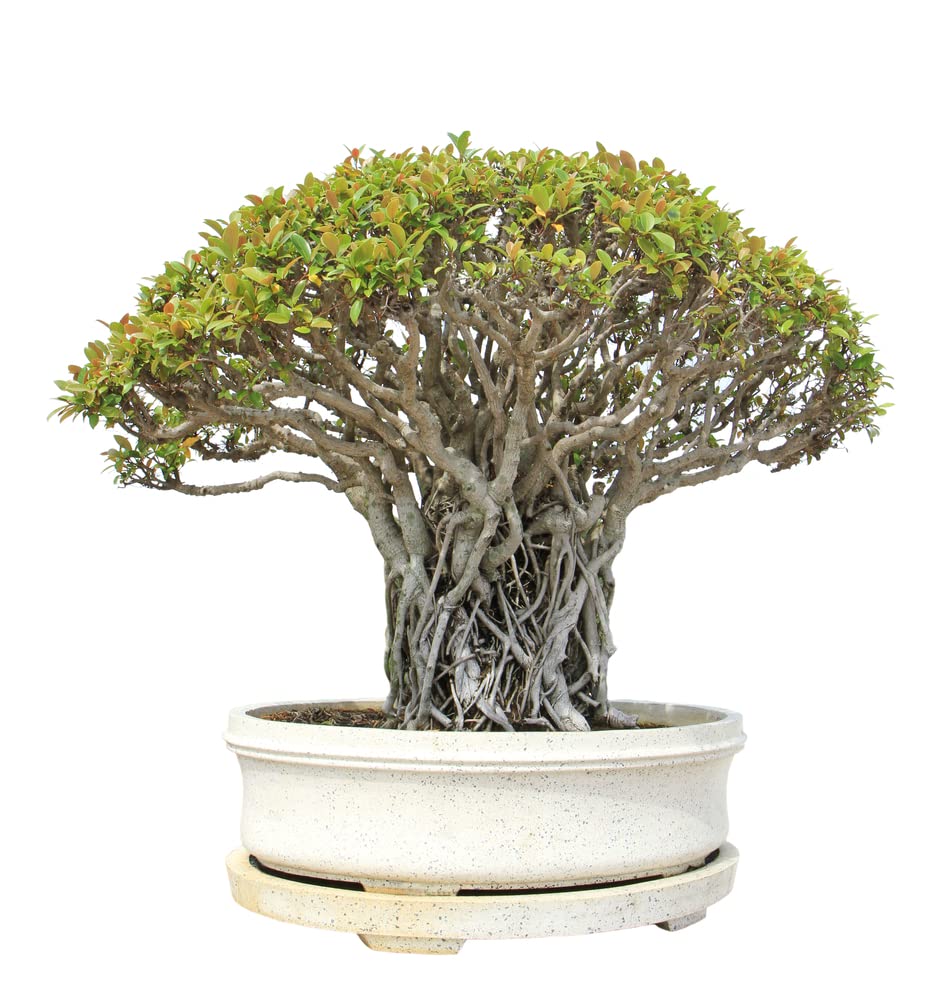 Banyan Bonsai Tree Seeds for Planting - 30 Seeds of Ficus benghalensis